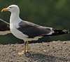 juvenile LBBG in October, ringed in Norway. (131273 bytes)